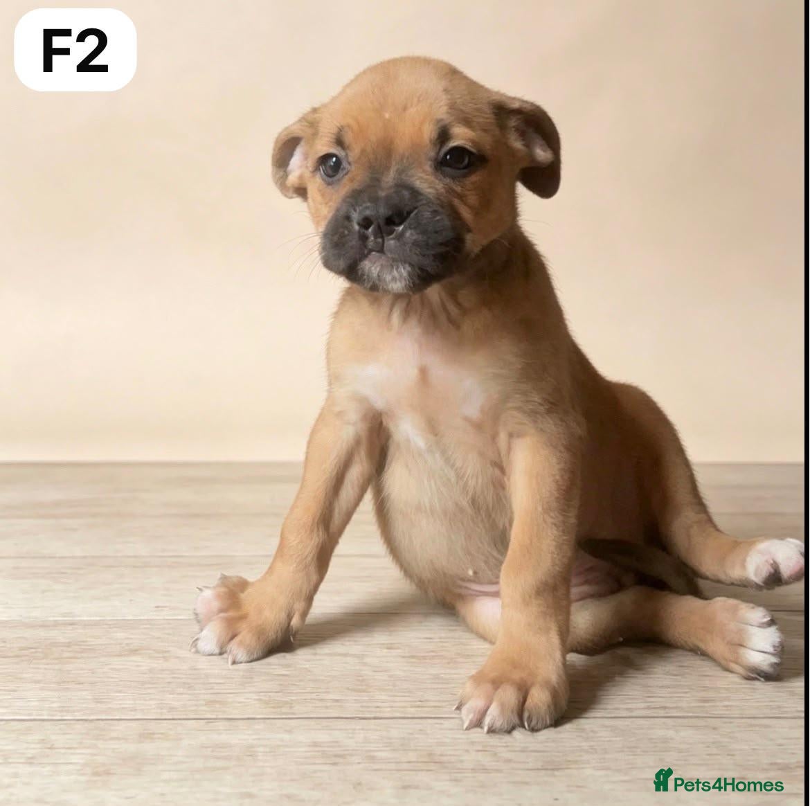 Boxer dogs last remaining puppy - Advert 14