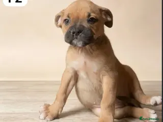 Boxer dogs last remaining puppy - Advert 2