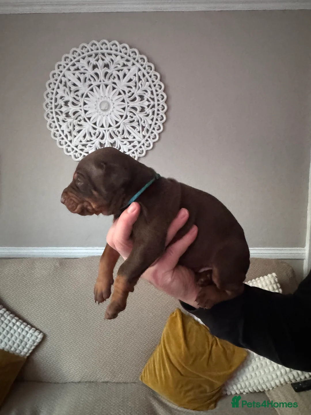 Dobermann dogs for sale: Beautiful Doberman puppies  - Advert 24