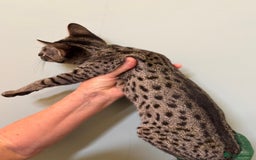 Savannah cats for sale: F9 brown & charcoal spotted savannah kittens - Image 18