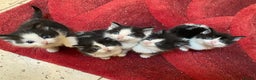 Mixed Breed cats for sale: Home-Raised Black & White Kittens– 10 Weeks Old 🐾 - Advert 2