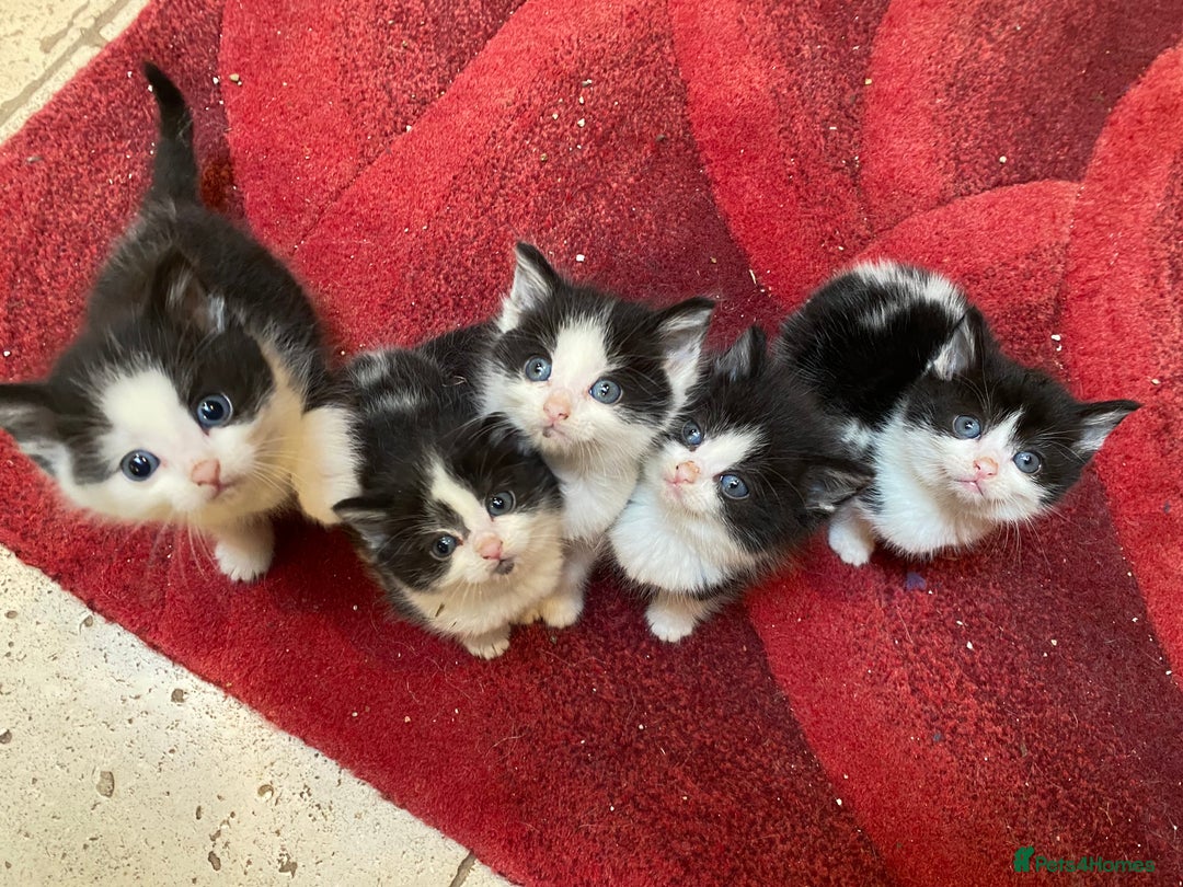 Mixed Breed cats for sale: Home-Raised Black & White Kittens– 10 Weeks Old 🐾 - Advert 2
