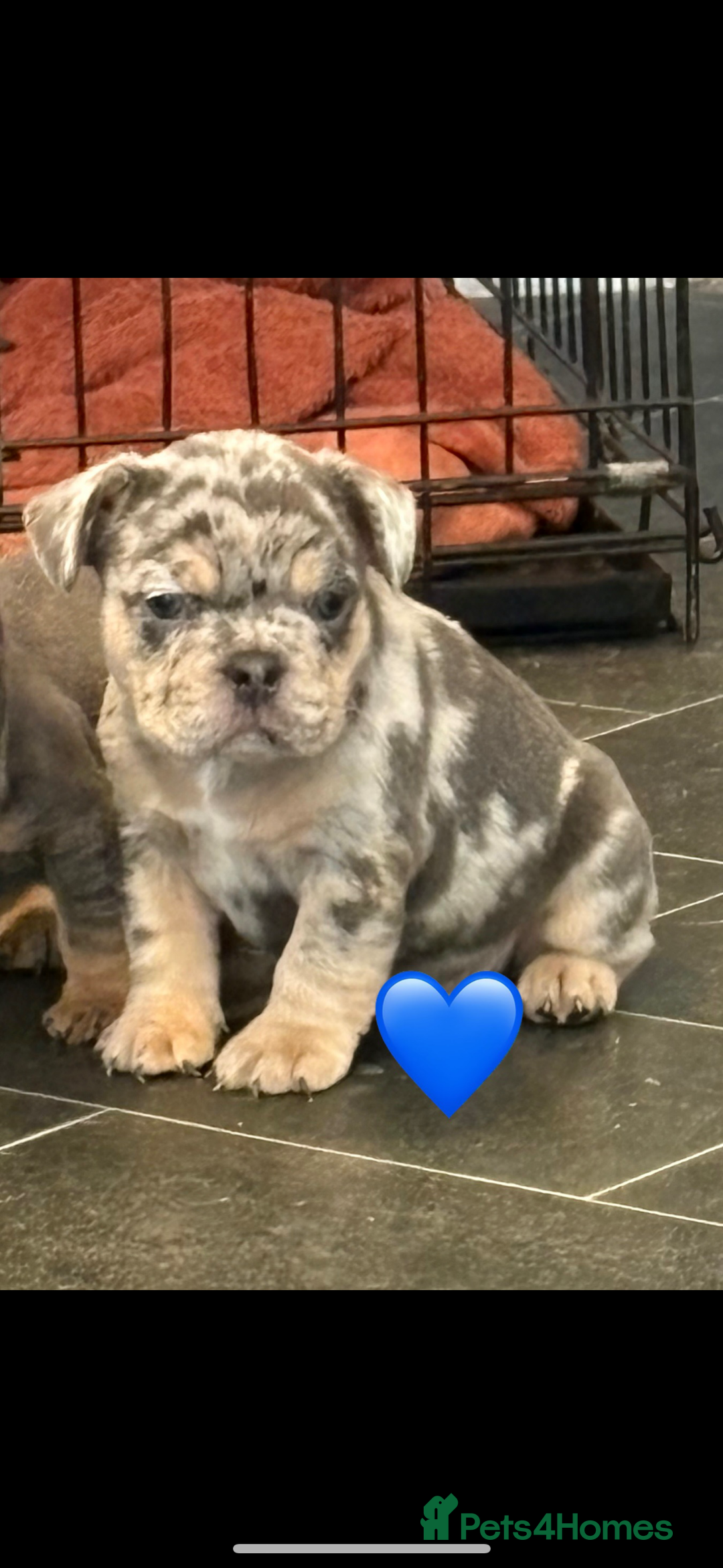 French Bulldog dogs for sale: *REDUCED* READY TO LEAVE French bulldogs  - Advert 9