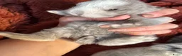 Mini Lop rabbits for sale: Please meet our gorgeous mini lops - Advert 15