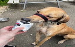 Mixed Breed dogs for sale: Beautiful saluki x greyhound for adoption - Image 29