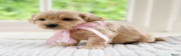Mixed Breed dogs for sale: Stunning Shichon-poo teddies - Advert 31