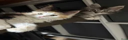 Maine Coon cats for sale:     Health Tested TICA Reg Maine Coon Kittens  - Advert 3