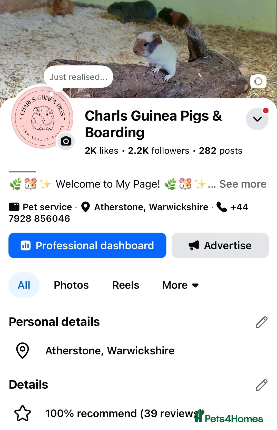 Guinea Pig rodents for sale: Multiple Guinea Pigs Available 💫💕🐹 - Advert 6