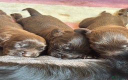 Sprocker dogs for sale: Beautiful, Loveable Spaniels For Sale - Image 11