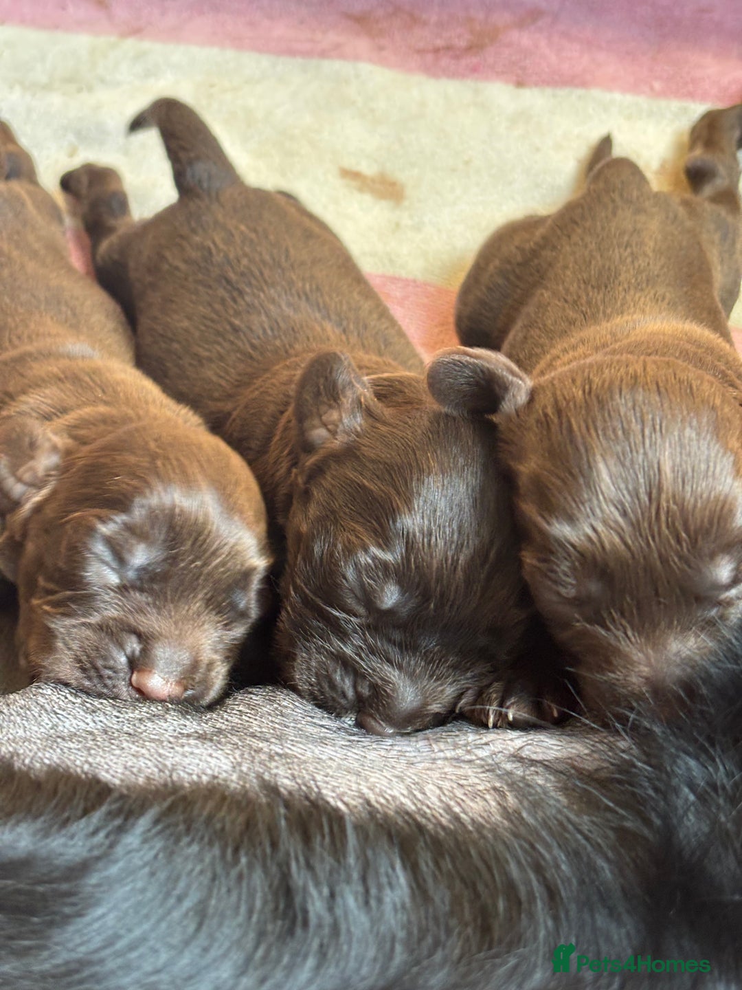 Sprocker dogs for sale: Beautiful, Loveable Spaniels For Sale - Image 11