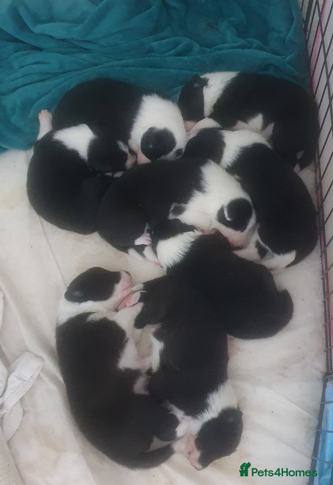 Border Collie dogs for sale: Border Collie puppies - Advert 4