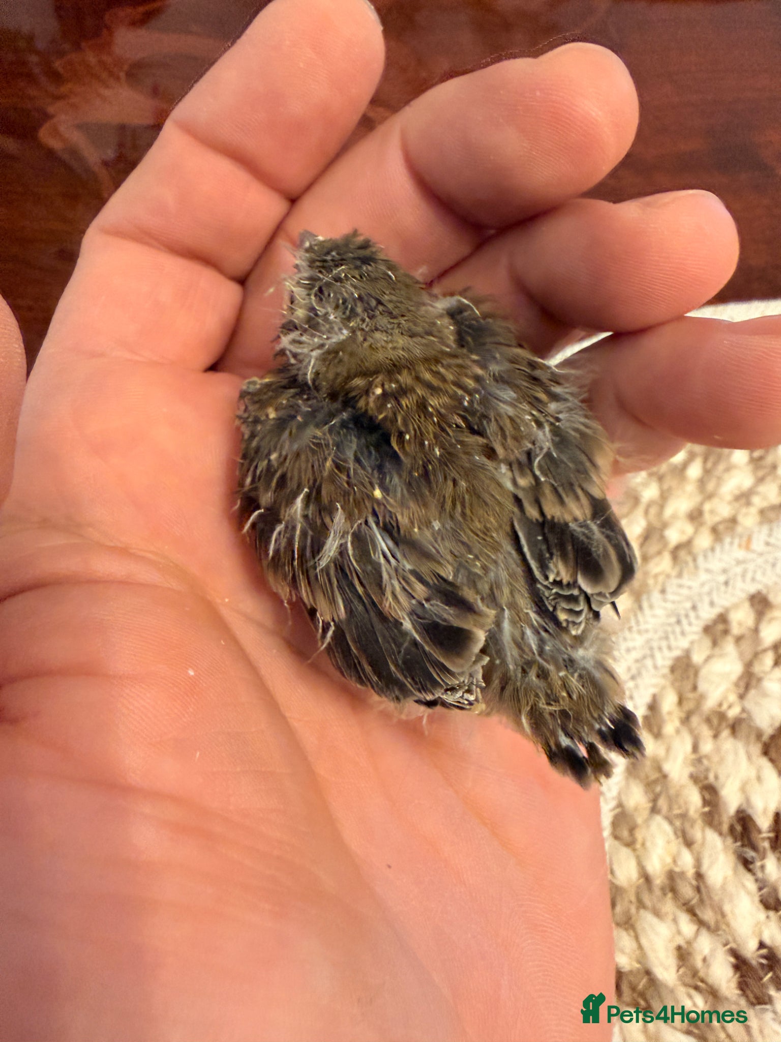 Finches birds for sale: Healthy Goldfinches & Greenfinches For Sale - Advert 2