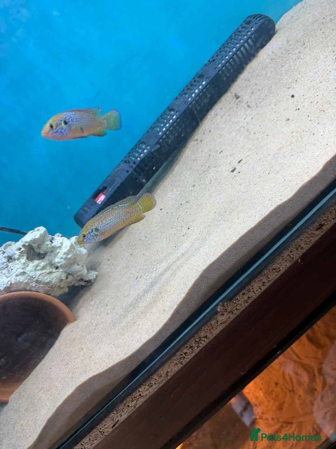 Cichlids fish for sale: Breeding pair neon jewel cichlids in Wigston - Advert 2