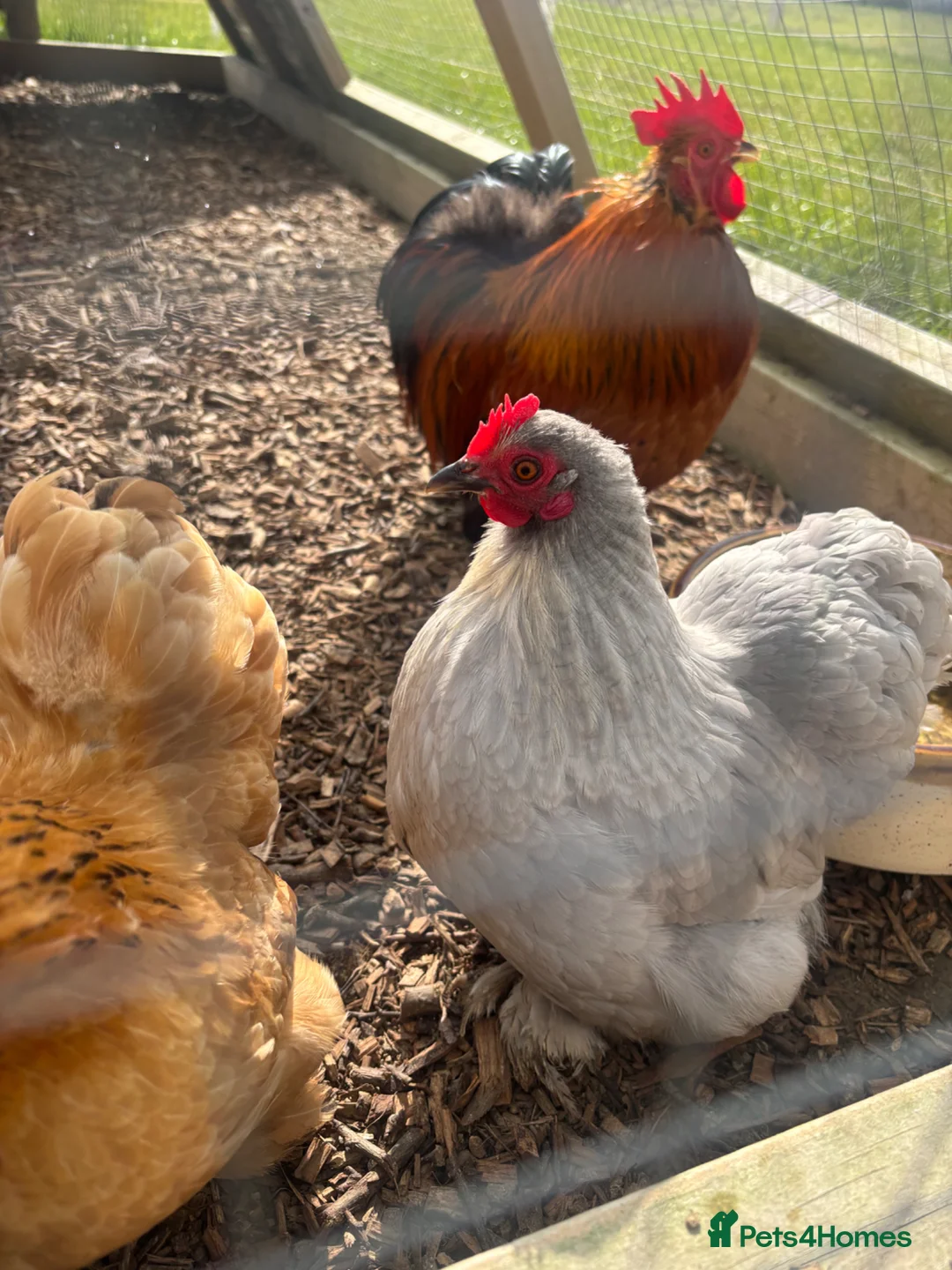 Chickens poultry for sale: Pekin bantams  in Deal - Advert 7