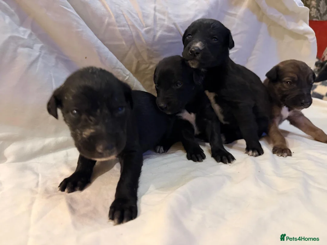 Lurcher dogs for sale: Lurcher puppies for sale  - Advert 2