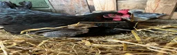 Chickens poultry for sale: French maran 7 cream leg bar chicks - Advert 9