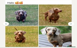 Miniature Dachshund dogs for sale: Stunning miniature dachshund puppies - Image 17