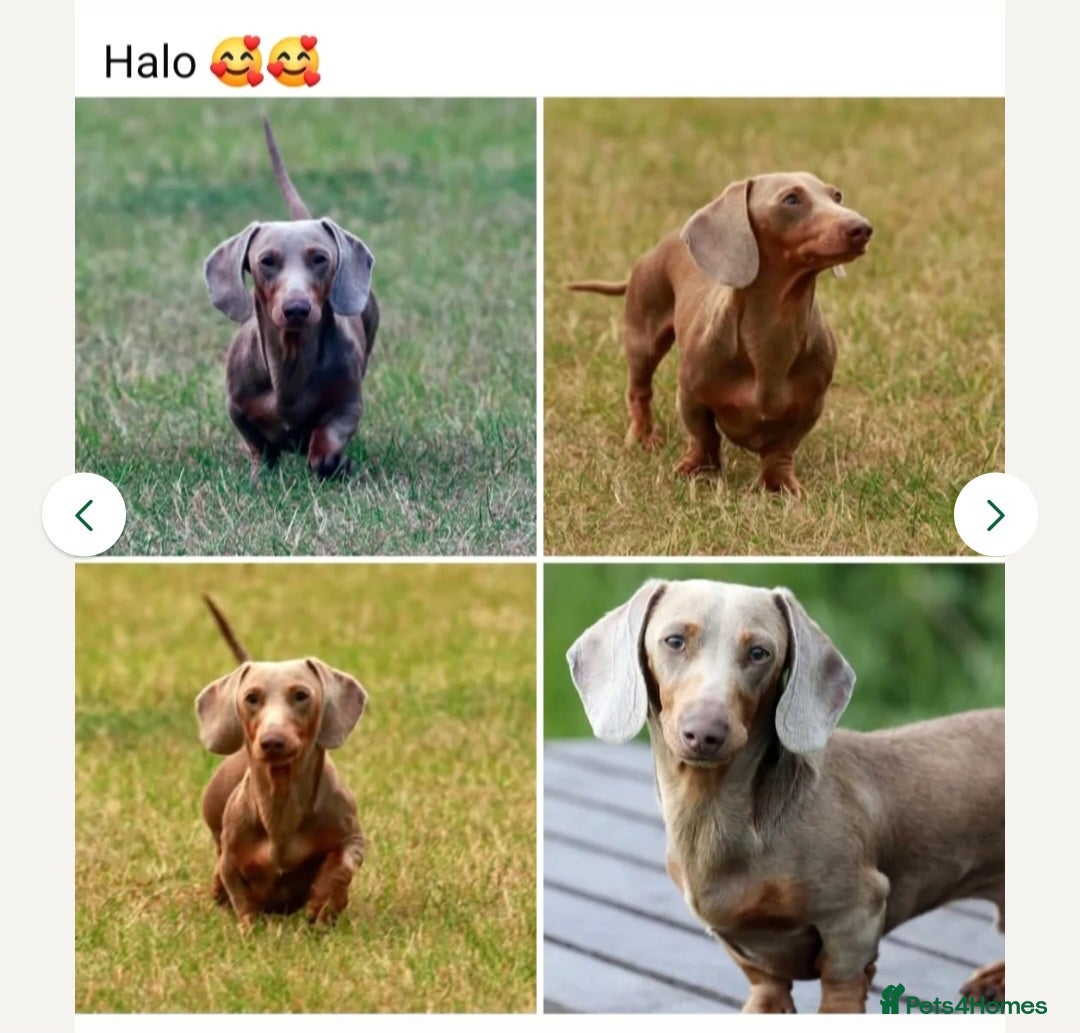 Miniature Dachshund dogs for sale: Stunning miniature dachshund puppies - Image 17