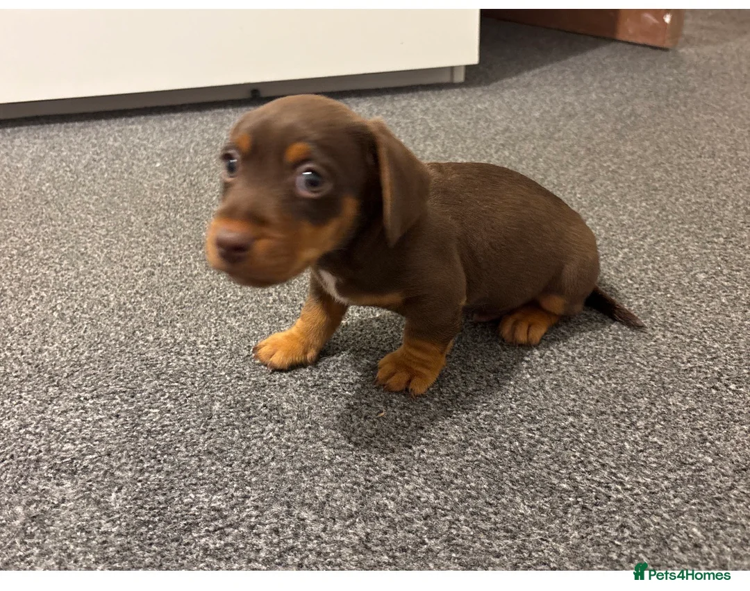 Jackshund dogs for sale: Last boy miniature dachshund x jack Russel puppy in Basingstoke - Advert 6