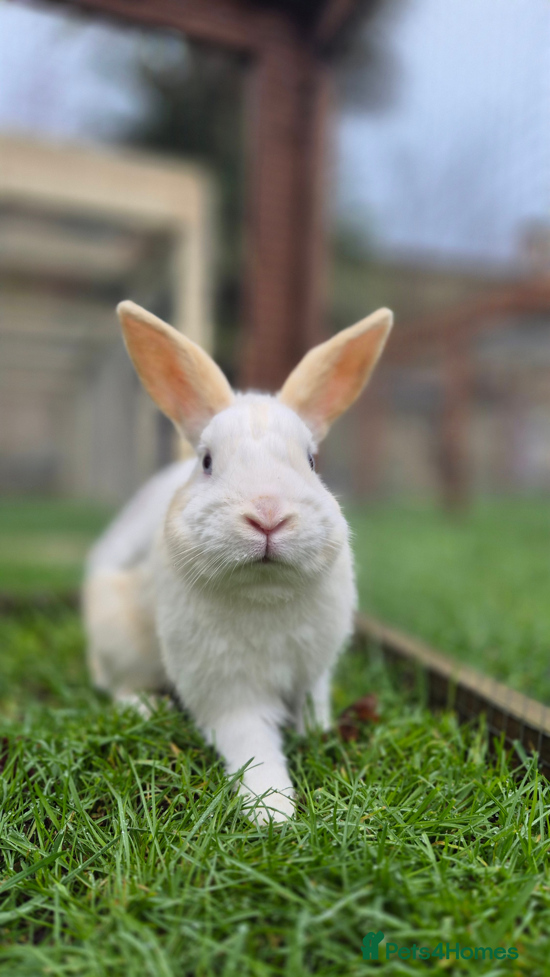 Mixed Breed rabbits Casper , Castrated, vaccinated - Advert 7