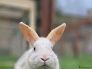 Mixed Breed rabbits Casper , Castrated, vaccinated - Advert 7