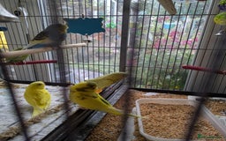 Budgerigars birds for sale: Beautiful baby budgies  - Image 9