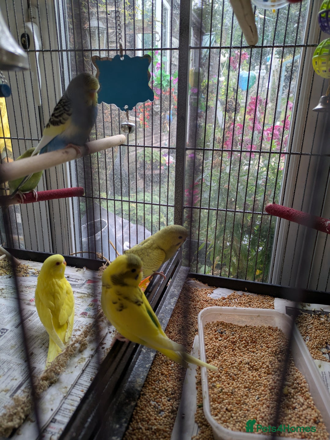 Budgerigars birds for sale: Beautiful baby budgies  - Image 9