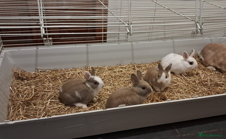English rabbits - Advert 1