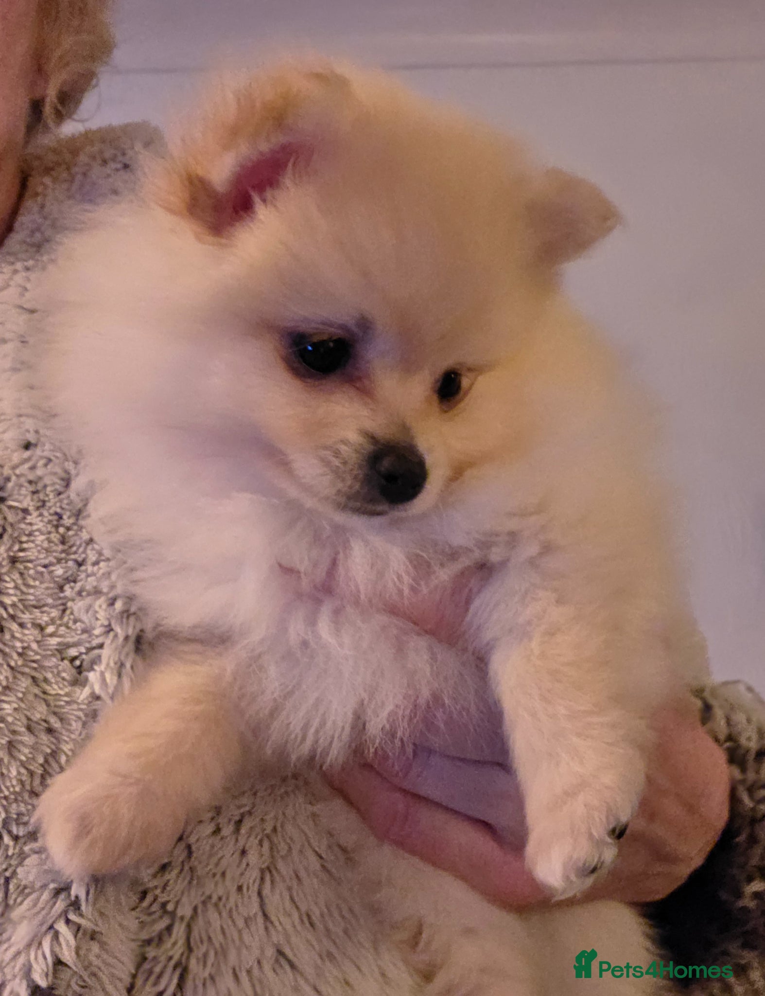Pomeranian dogs Pomeranian babies - Advert 1
