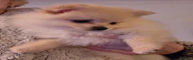 Pomeranian Puppy 2