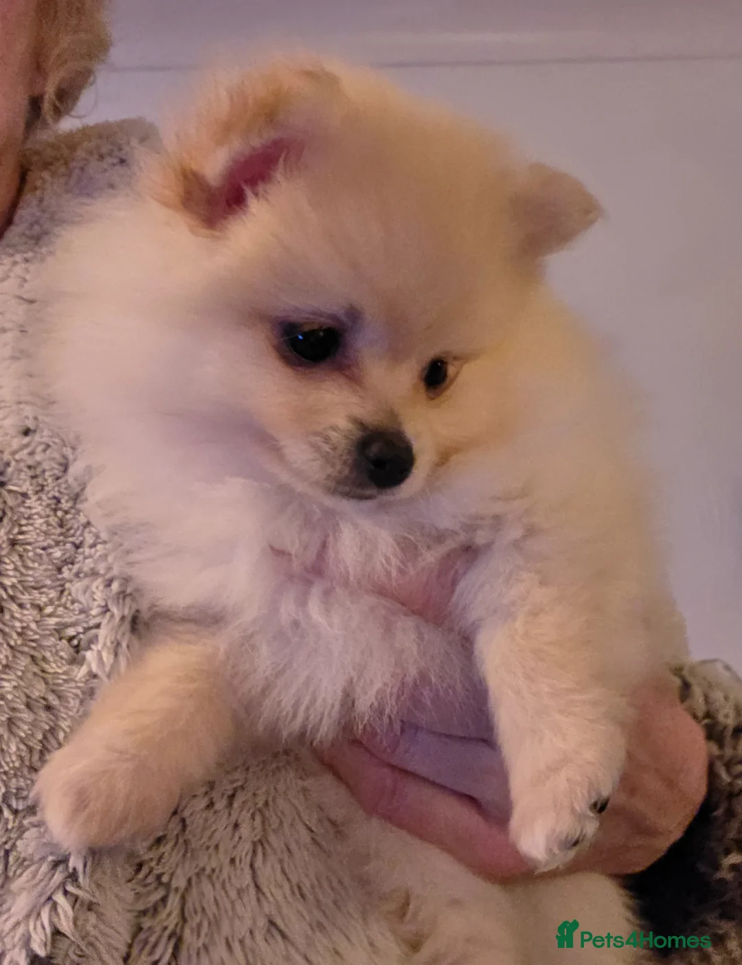 Pomeranian dogs for sale: Pomeranian babies - Advert 1