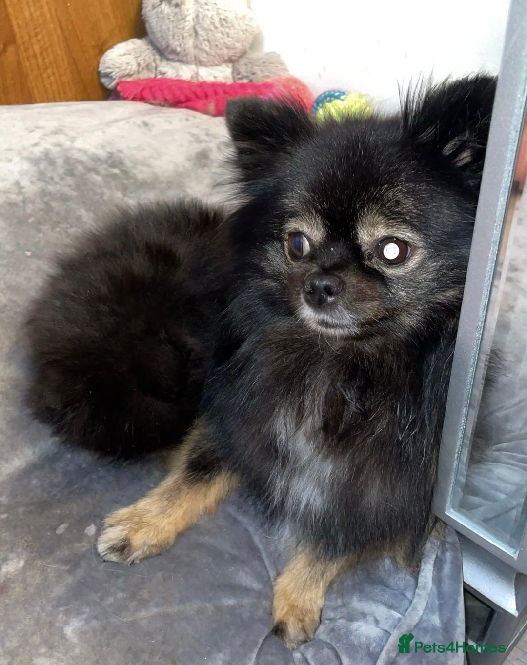 Pomeranian dogs for sale: READY NOW OUTSTANDING KC FEMALE AVALIBLE - Image 12