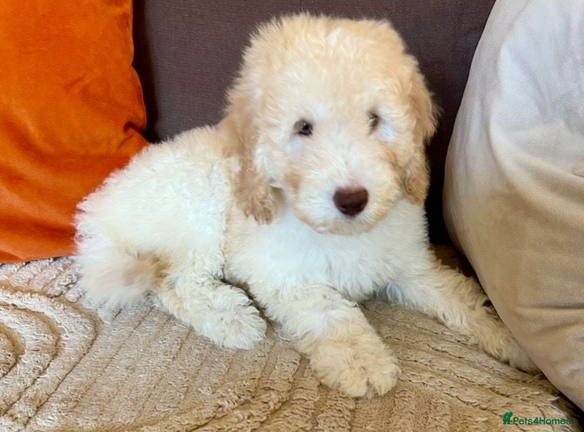 Labradoodle dogs READY NOW! Labradoodle puppy Fun Fluffy, LAST 1!!  - Advert 2