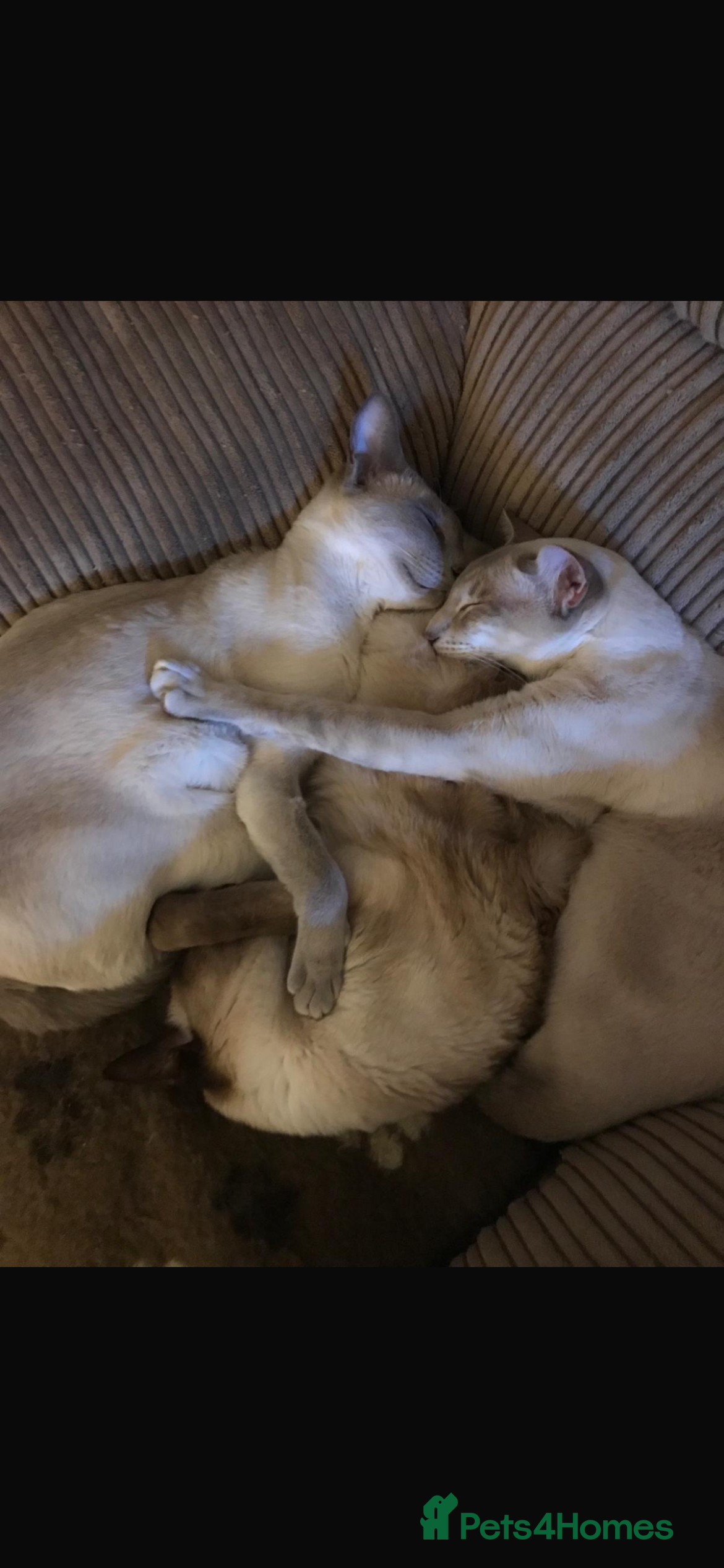 Siamese cats 2x bonded Siamese cats 7yo - Advert 17