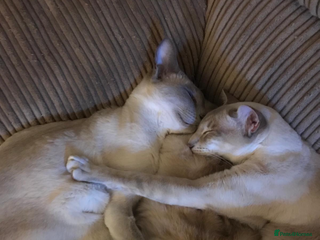 Siamese cats 2x bonded Siamese cats 7yo - Advert 1