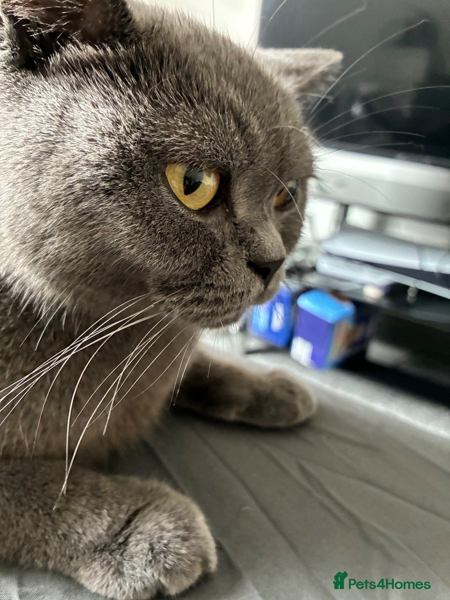 British Shorthair cats 3 boys & 2 girls. BSH CATS. - Advert 1