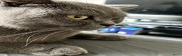 British Shorthair cats for sale: 3 boys & 2 girls. BSH CATS. in Preston - Advert 1