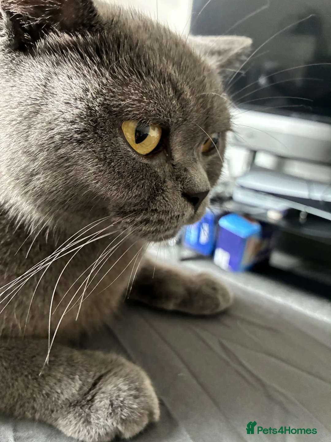 British Shorthair cats for sale: 3 boys & 2 girls. BSH CATS. in Preston - Advert 1
