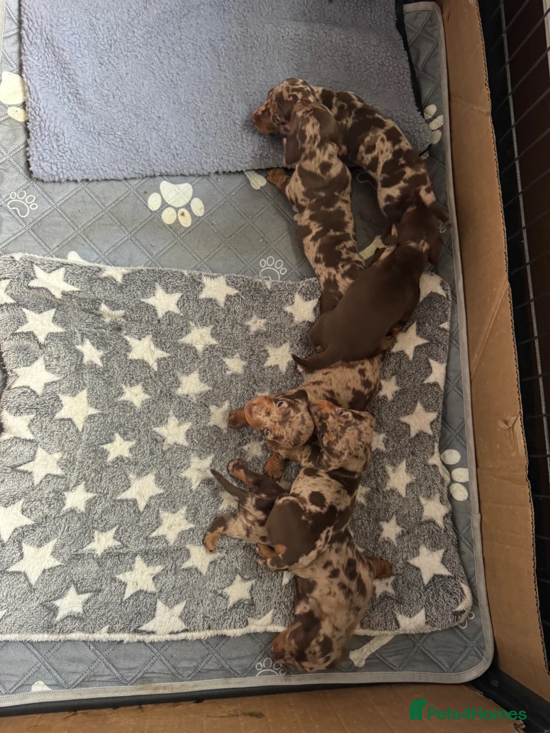 Dachshund dogs for sale: 6 Dachshund Puppies For Sale  - Advert 1