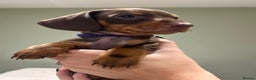 Dachshund dogs for sale: STANDARD DACHSHUND PUPPYS. READY TO LEAVE.  - Advert 12