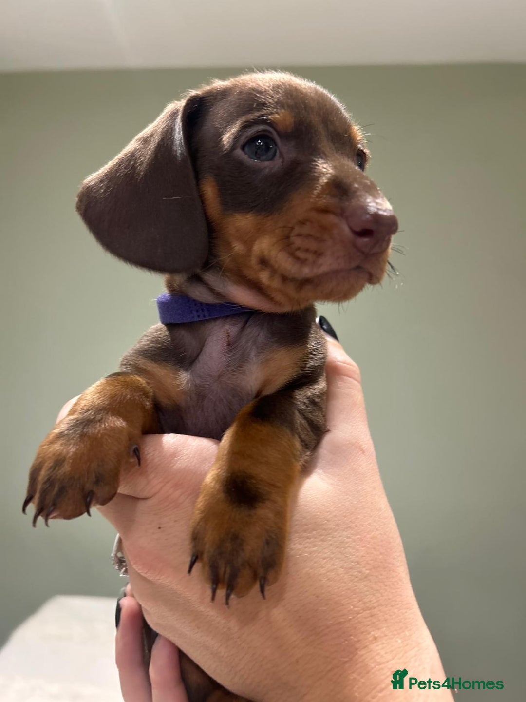 Dachshund dogs for sale: STANDARD DACHSHUND PUPPYS. READY TO LEAVE.  - Advert 12