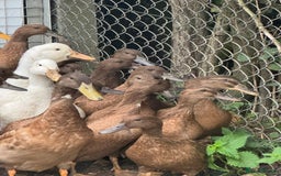 Ducks poultry for sale: Khaki Campbell and Cherry Valley Ducks - Image 6