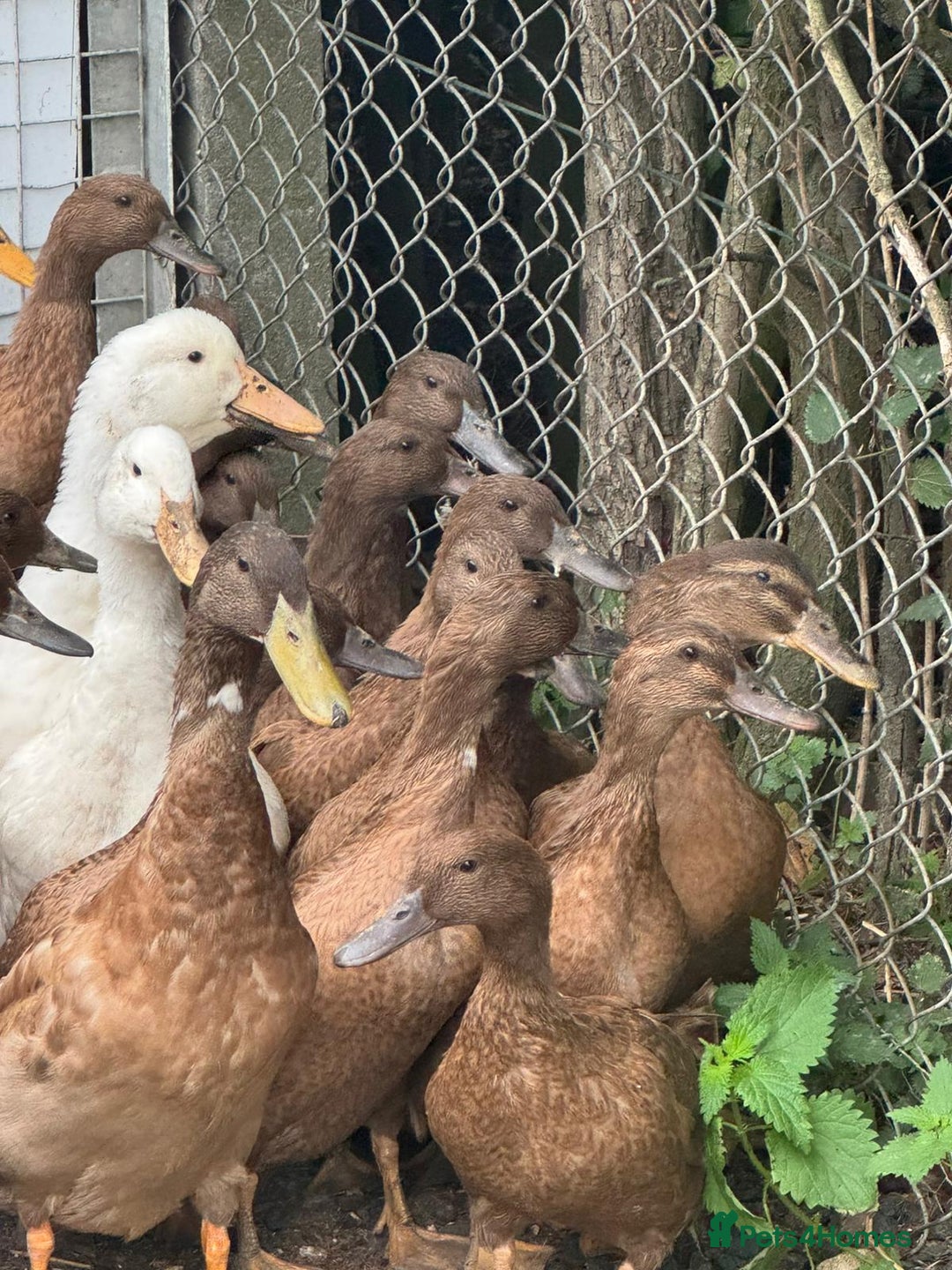 Ducks poultry for sale: Khaki Campbell and Cherry Valley Ducks - Image 6