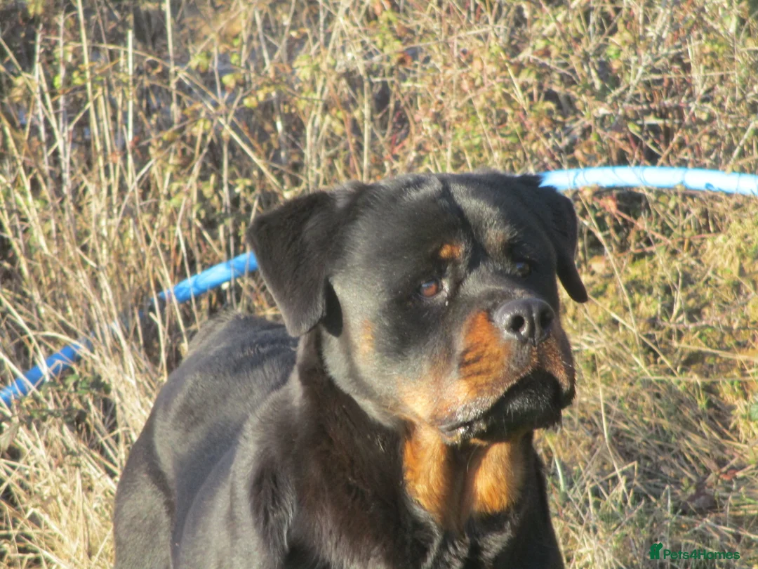 Rottweiler dogs for sale: rottweiler x - Advert 8
