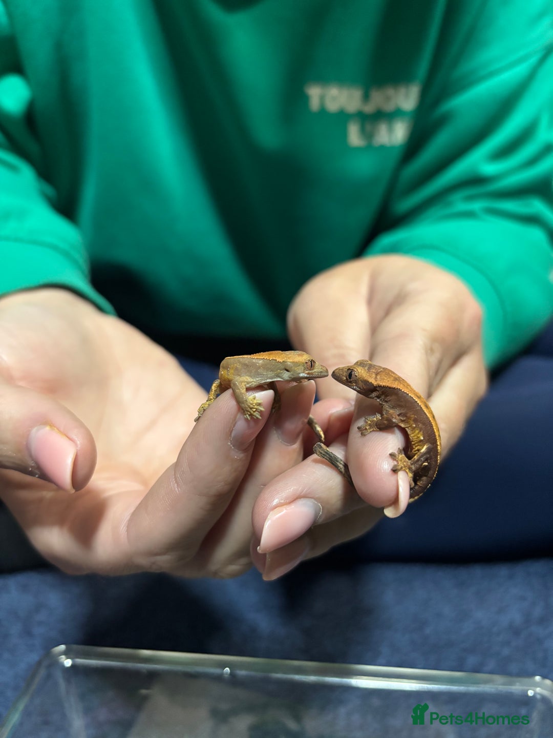 Gecko reptiles for sale: Lily white crested geckos  - Image 1