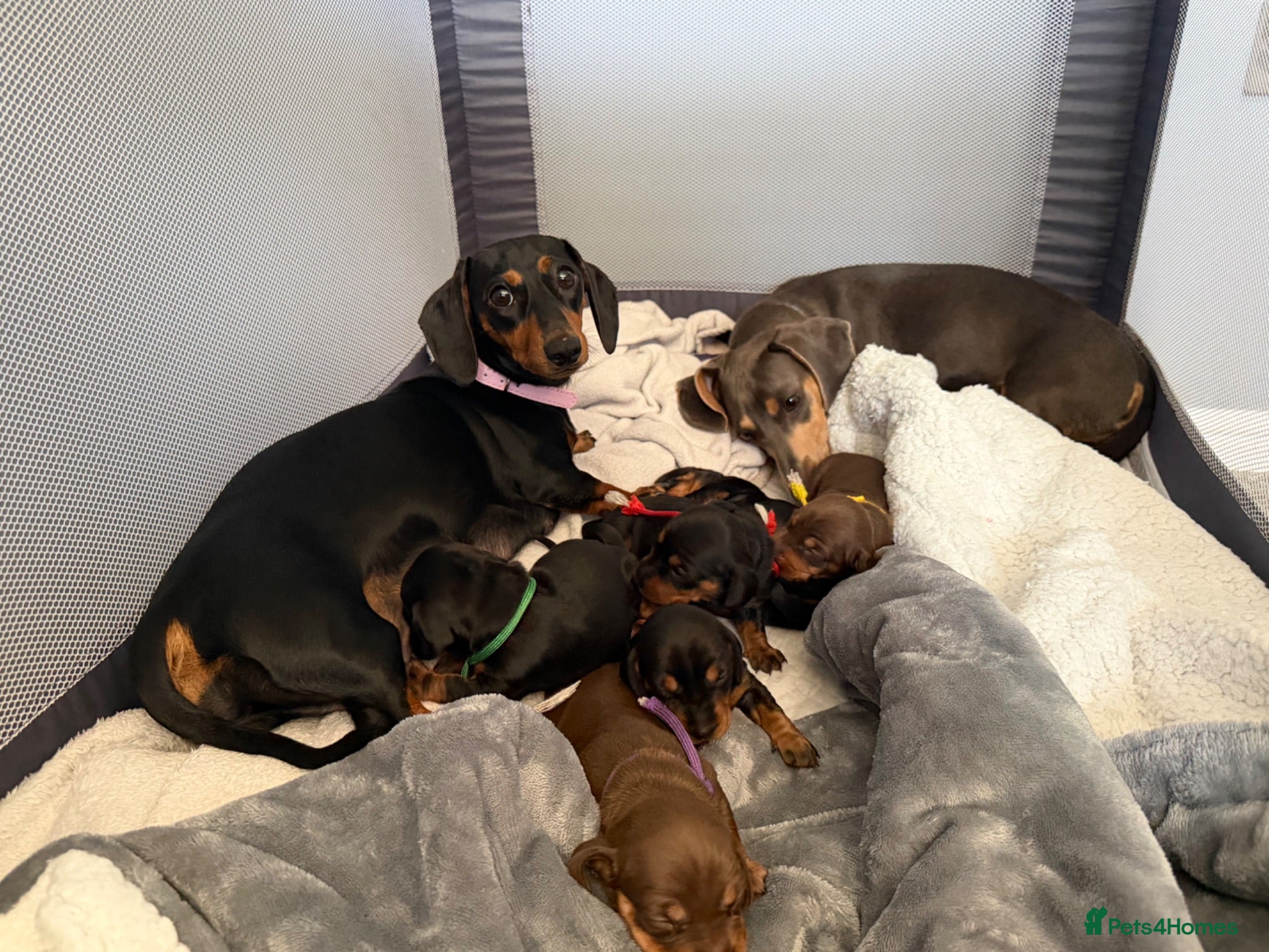 Miniature Dachshund dogs 6x miniature dachshund puppies - Advert 1