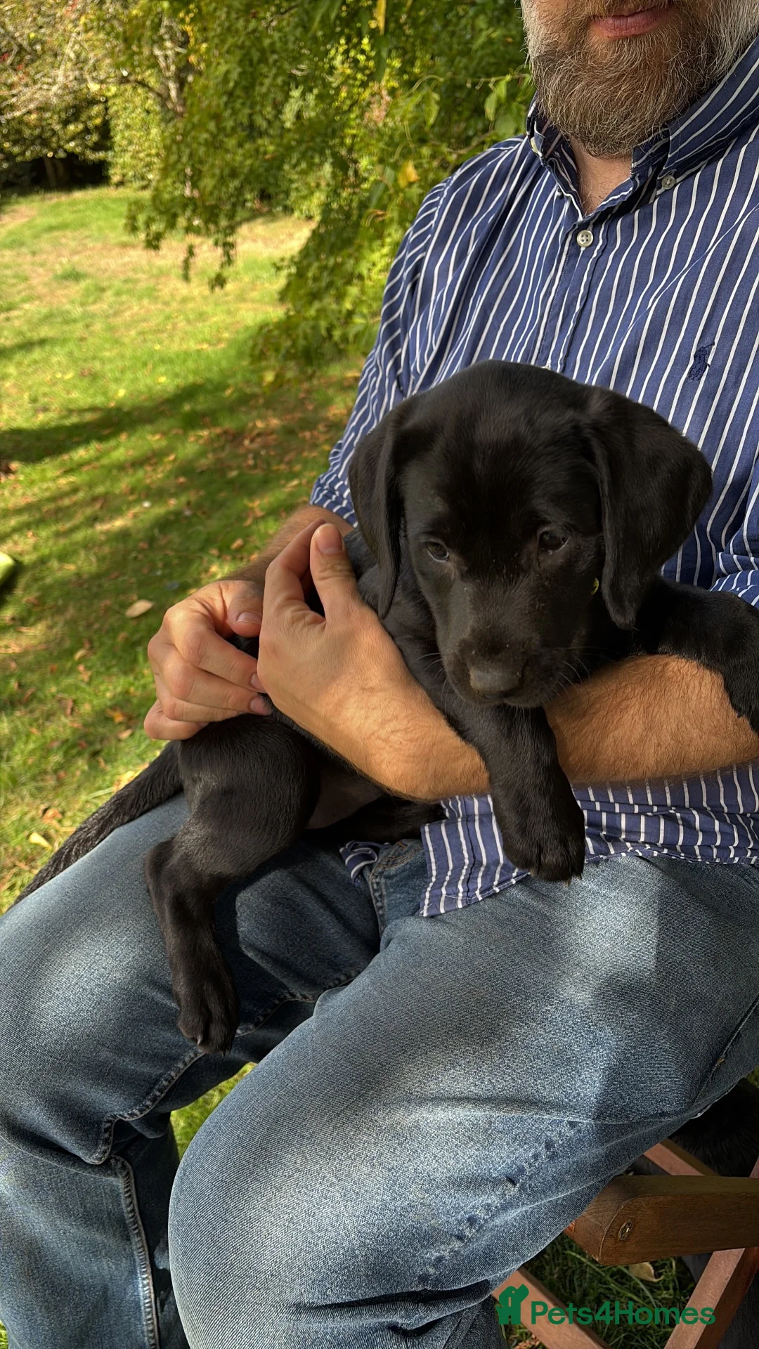Labrador Retriever dogs for sale: Stunning KC Black Labrador Puppies- 2 boys/1 girl  in Sherborne - Advert 2