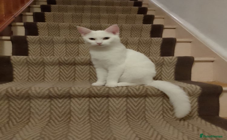 Turkish Angora cats - Advert 1