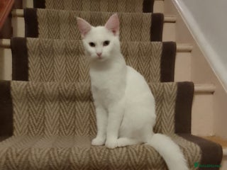 Turkish Angora cats - Advert 6