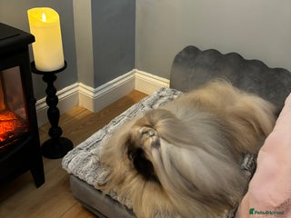 Pekingese dogs in Truro - Advert 28